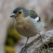 Madeira Chaffinch