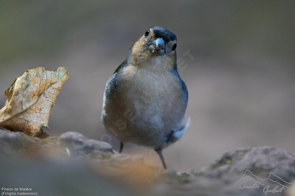 Madeira Chaffinch