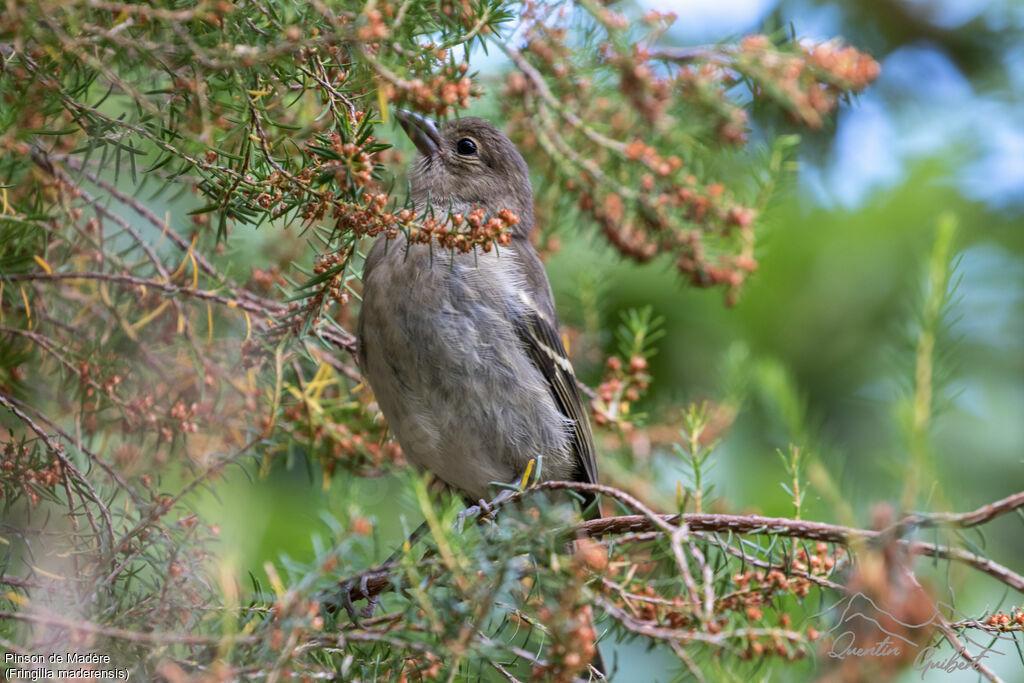 Madeira Chaffinch