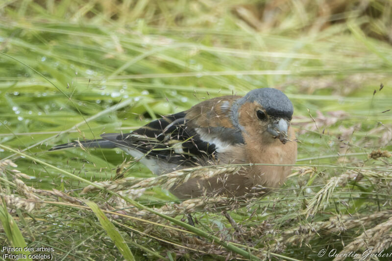 Common Chaffinch male adult breeding, identification, feeding habits, eats