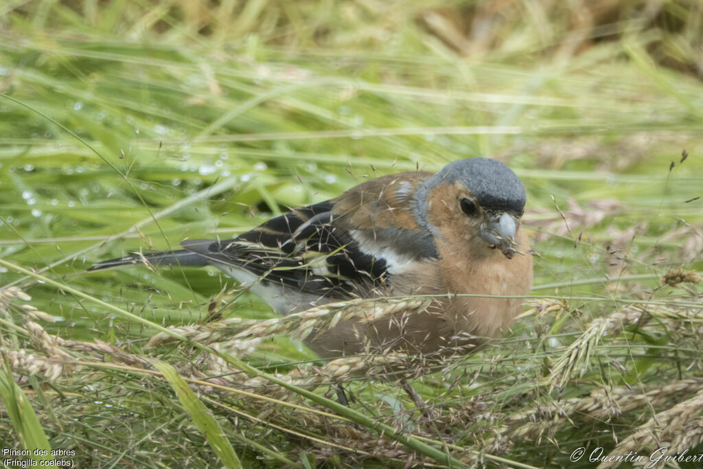 Common Chaffinch male adult breeding, identification, feeding habits, eats