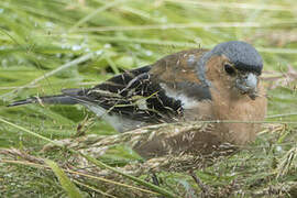 Eurasian Chaffinch