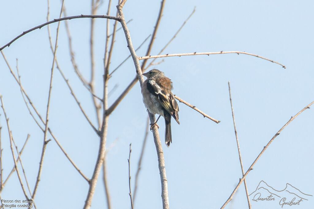 Pinson des arbres