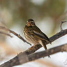 Pipit à dos olive