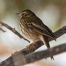 Pipit à dos olive