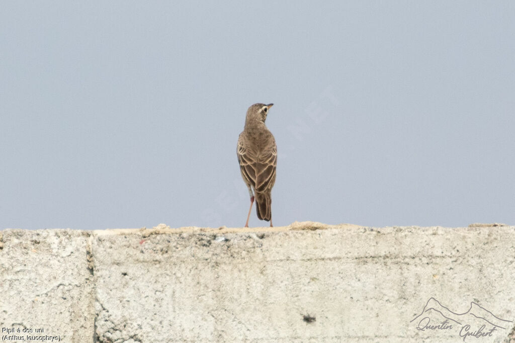 Pipit à dos uni