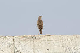 Plain-backed Pipit