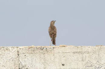 Pipit à dos uni