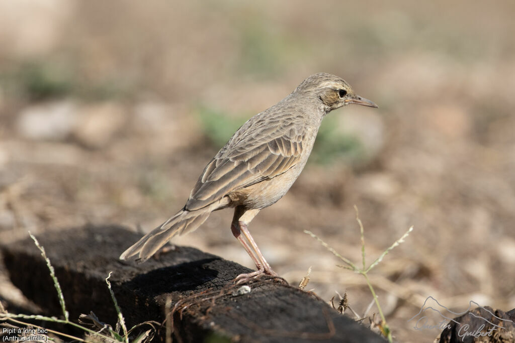 Pipit à long bec