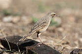 Pipit à long bec