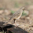 Pipit à long bec