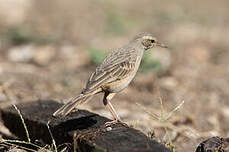 Pipit à long bec