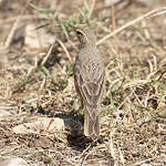 Pipit à long bec