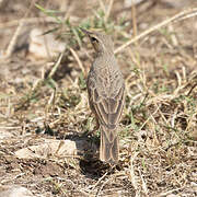 Pipit à long bec