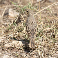 Pipit à long bec