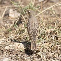 Pipit à long bec