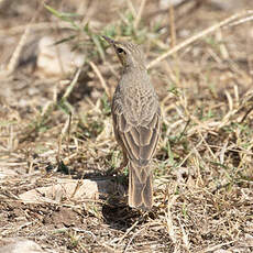 Pipit à long bec