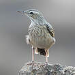 Pipit à long bec