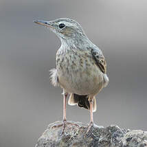 Pipit à long bec