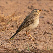 Long-legged Pipit