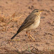 Pipit à longues pattes