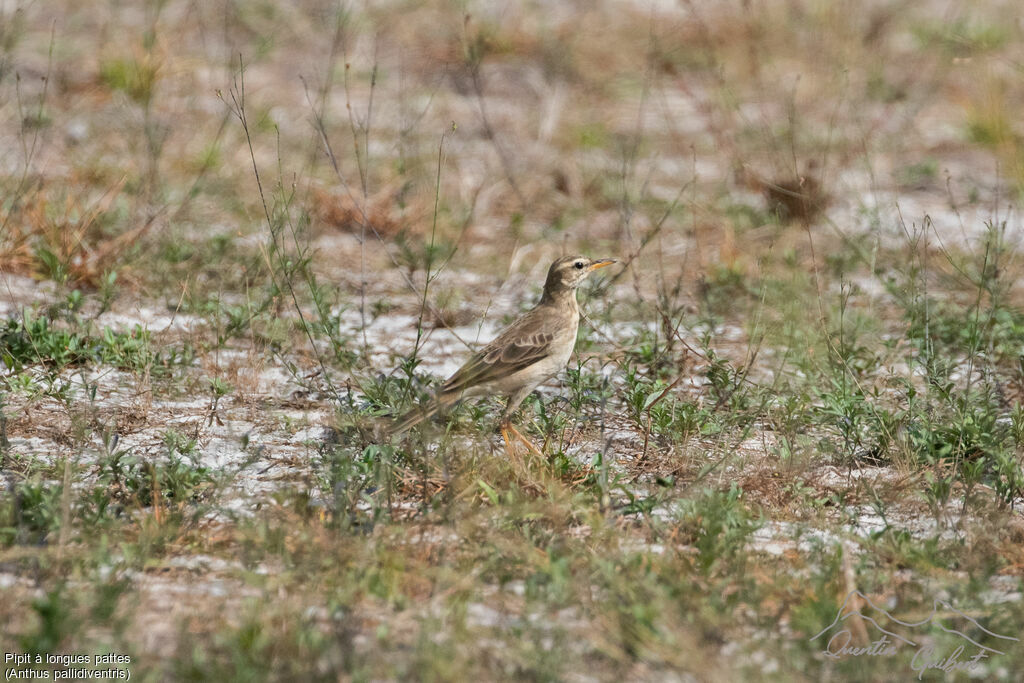 Pipit à longues pattes