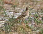 Pipit à longues pattes