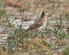 Long-legged Pipit