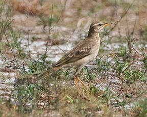 Pipit à longues pattes