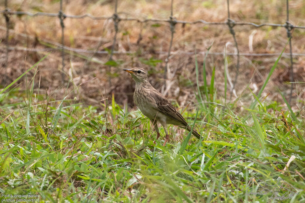 Pipit à longues pattes, identification