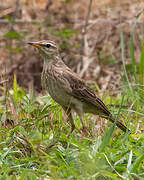 Long-legged Pipit