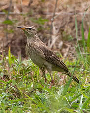 Pipit à longues pattes