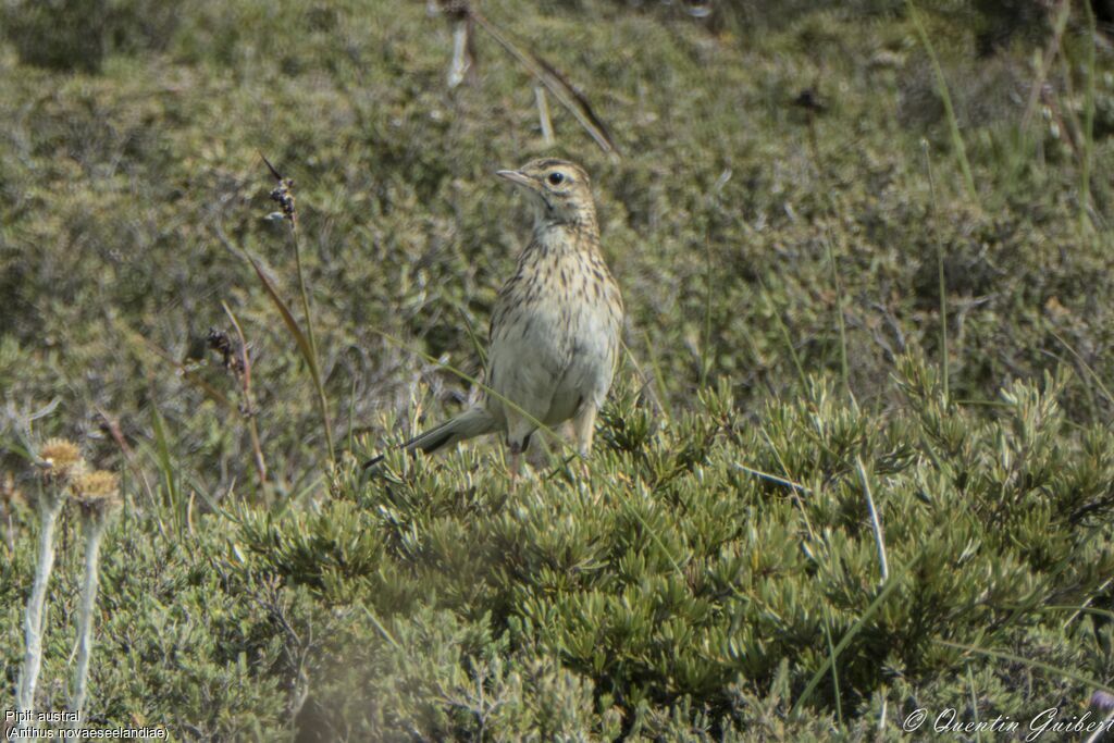 New Zealand Pipit, identification, close-up portrait