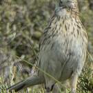 Pipit austral