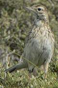 New Zealand Pipit