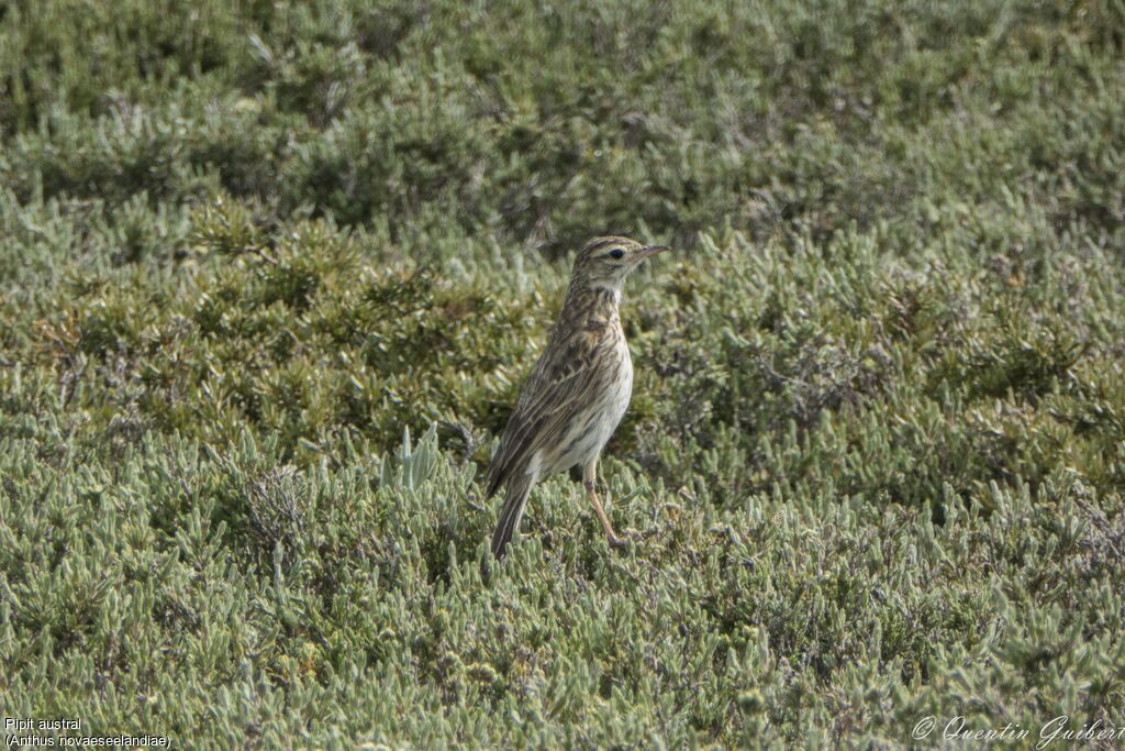 New Zealand Pipit, identification, close-up portrait