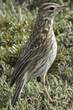 Pipit austral