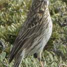 Pipit austral
