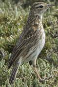 New Zealand Pipit