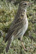 Pipit austral