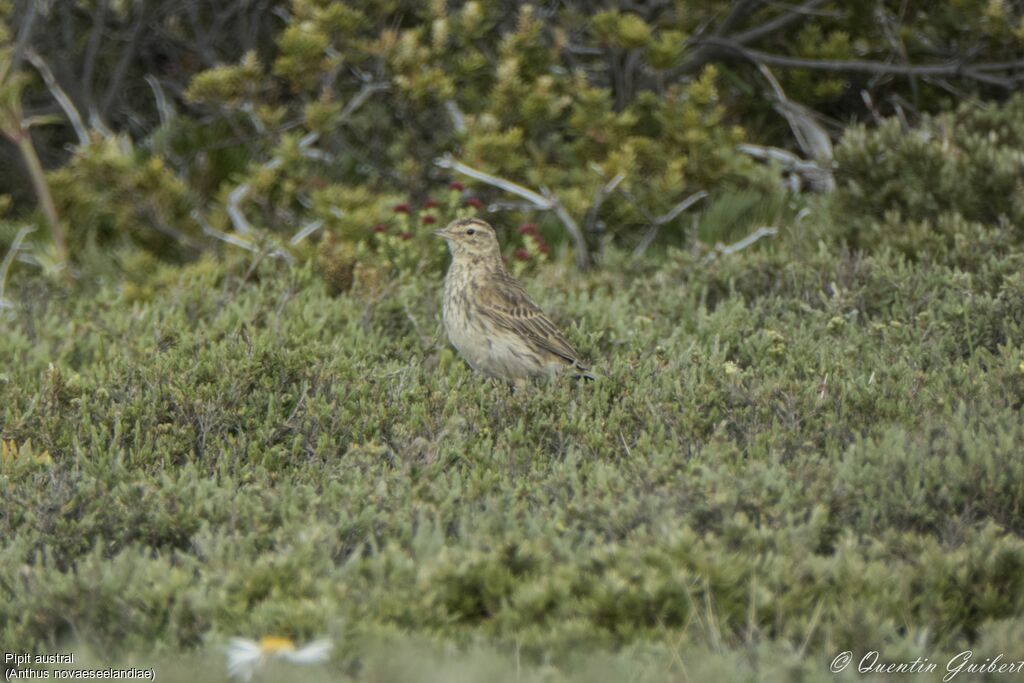 Pipit austral, identification