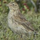 Pipit austral