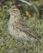 New Zealand Pipit