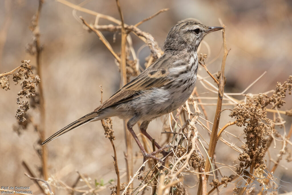 Berthelot's Pipit