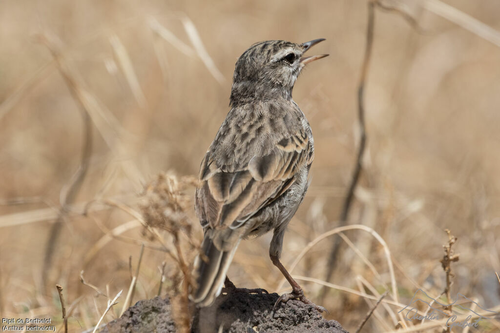 Pipit de Berthelot