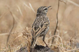 Berthelot's Pipit