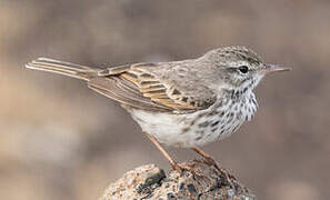 Berthelot's Pipit