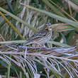 Pipit des arbres