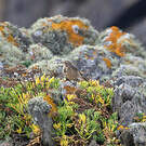 Pipit farlousane