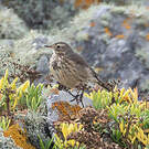 Pipit farlousane